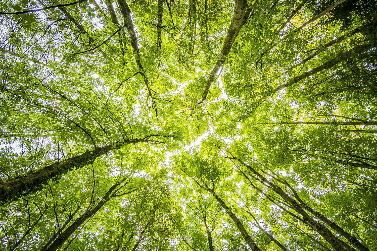 photo d'arbres dans une forêt