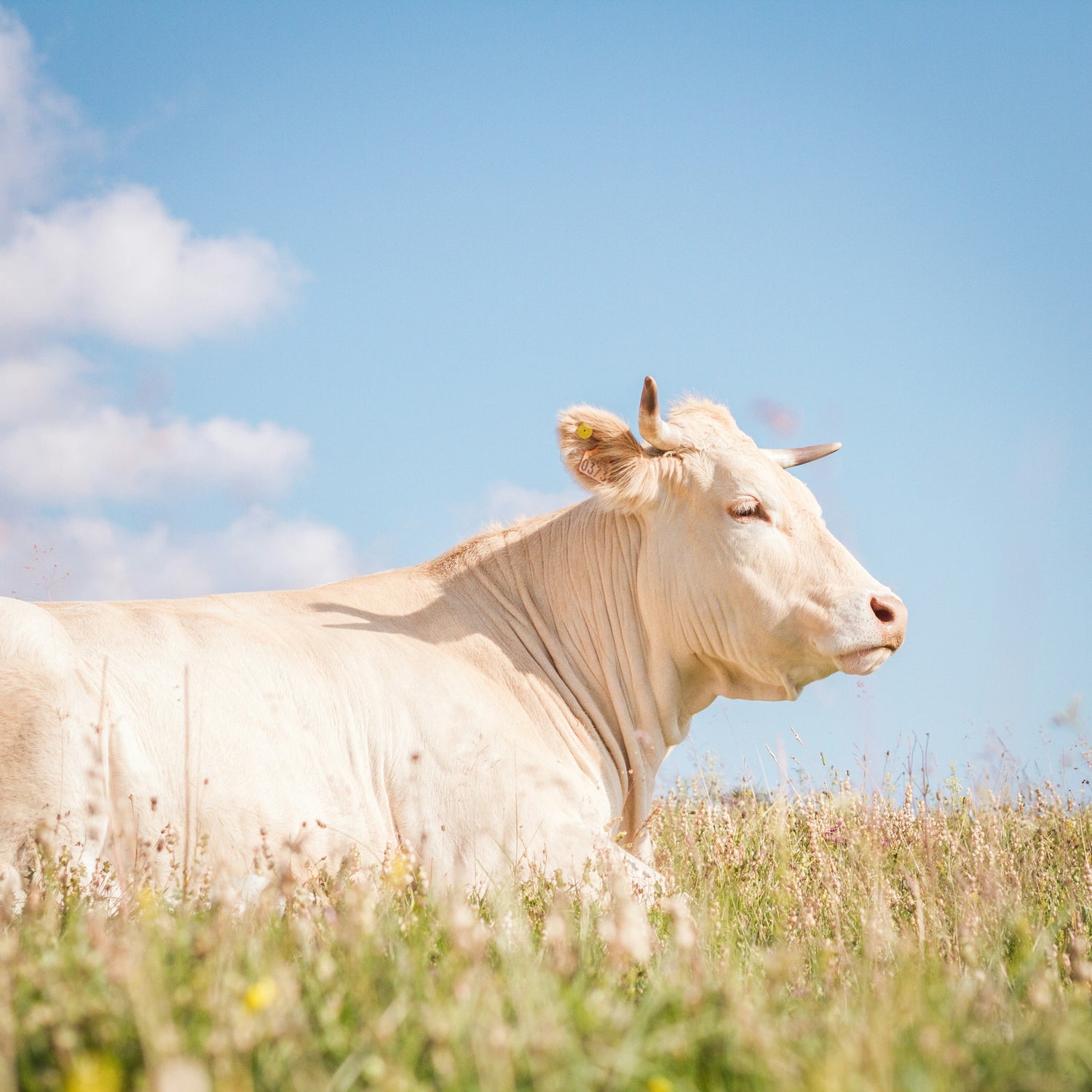 photo d'une vache assise dans un champ
